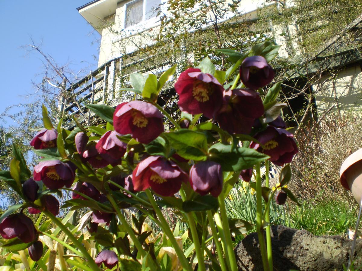 Chiisana Hotel Hanaikada Ito  Exteriör bild